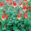 Aquilegia Canadensis Little Lanterns